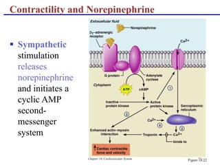 Chapter 18, Cardiovascular System 60
Contractility and Norepinephrine
 Sympathetic
stimulation
releases
norepinephrine
and initiates a
cyclic AMP
second-
messenger
system
Figure 18.22
 