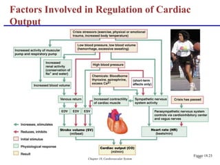 Chapter 18, Cardiovascular System 65
Factors Involved in Regulation of Cardiac
Output
Figure 18.23
 