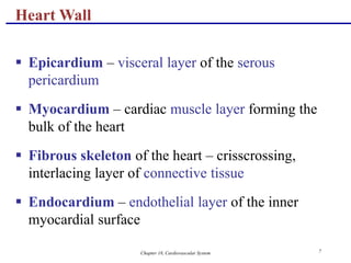 Chapter 18, Cardiovascular System 7
Heart Wall
 Epicardium – visceral layer of the serous
pericardium
 Myocardium – cardiac muscle layer forming the
bulk of the heart
 Fibrous skeleton of the heart – crisscrossing,
interlacing layer of connective tissue
 Endocardium – endothelial layer of the inner
myocardial surface
 