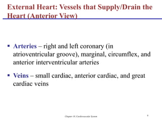 Chapter 18, Cardiovascular System 9
 Arteries – right and left coronary (in
atrioventricular groove), marginal, circumflex, and
anterior interventricular arteries
 Veins – small cardiac, anterior cardiac, and great
cardiac veins
External Heart: Vessels that Supply/Drain the
Heart (Anterior View)
 