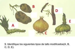 B

D
E

A
C

9. Identifique los siguientes tipos de tallo modificados(A, B,
C, D, E).

 