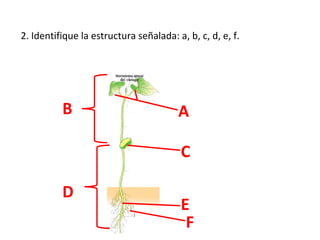 2. Identifique la estructura señalada: a, b, c, d, e, f.

B

A
C

D

E
F

 