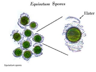 Life cycle shown in lab
 