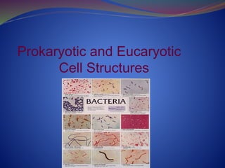 Prokaryotic and Eucaryotic
Cell Structures
 