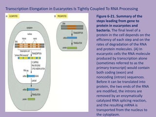 Transcription Elongation in Eucaryotes Is Tightly Coupled To RNA Processing
Figure 6-21. Summary of the
steps leading from gene to
protein in eucaryotes and
bacteria. The final level of a
protein in the cell depends on the
efficiency of each step and on the
rates of degradation of the RNA
and protein molecules. (A) In
eucaryotic cells the RNA molecule
produced by transcription alone
(sometimes referred to as the
primary transcript) would contain
both coding (exon) and
noncoding (intron) sequences.
Before it can be translated into
protein, the two ends of the RNA
are modified, the introns are
removed by an enzymatically
catalyzed RNA splicing reaction,
and the resulting mRNA is
transported from the nucleus to
the cytoplasm.
 