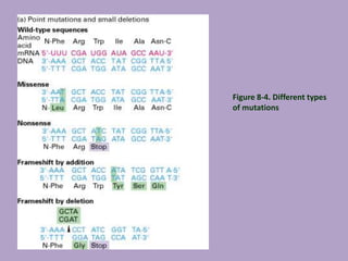 Figure 8-4. Different types
of mutations
 