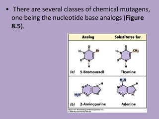 • There are several classes of chemical mutagens,
one being the nucleotide base analogs (Figure
8.5).
 