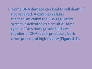 • Some DNA damage can lead to cell death if
not repaired. A complex cellular
mechanism called the SOS regulatory
system is activated as a result of some
types of DNA damage and initiates a
number of DNA repair processes, both
error-prone and high-fidelity (Figure 8.7).
 