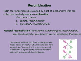 Recombination
•DNA rearrangements are caused by a set of mechanisms that are
collectively called genetic recombination.
•Two broad classes:
1. general recombination
2. site-specific recombination.
General recombination (also known as homologous recombination)
-genetic exchange takes place between a pair of homologous DNA sequence
The breaking and rejoining of two homologous DNA
double helices creates two DNA molecules that have
“crossed over.” In meiosis, this process causes each
chromosome in a germ cell to contain a mixture of
maternally and paternally inherited genes.
 