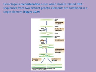 Homologous recombination arises when closely related DNA
sequences from two distinct genetic elements are combined in a
single element (Figure 10.9)
 