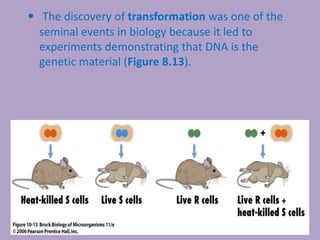 • The discovery of transformation was one of the
seminal events in biology because it led to
experiments demonstrating that DNA is the
genetic material (Figure 8.13).
 