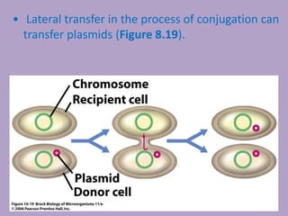 • Lateral transfer in the process of conjugation can
transfer plasmids (Figure 8.19).
 