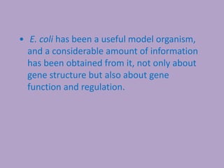 • E. coli has been a useful model organism,
and a considerable amount of information
has been obtained from it, not only about
gene structure but also about gene
function and regulation.
 