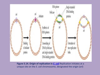 Figure 5.14. Origin of replication in E. coli Replication initiates at a
unique site on the E. coli chromosome, designated the origin (ori)
 