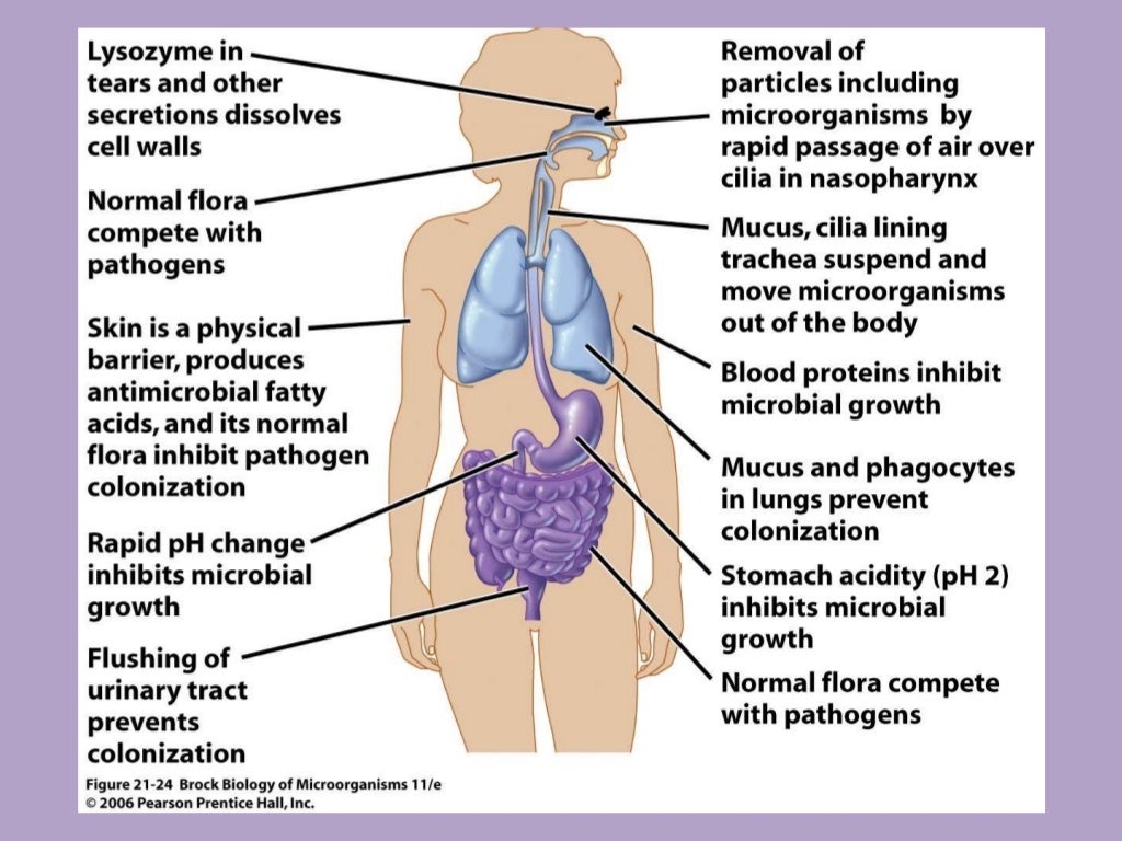 Microbiology Bio 127 Normal Flora of the Human Body