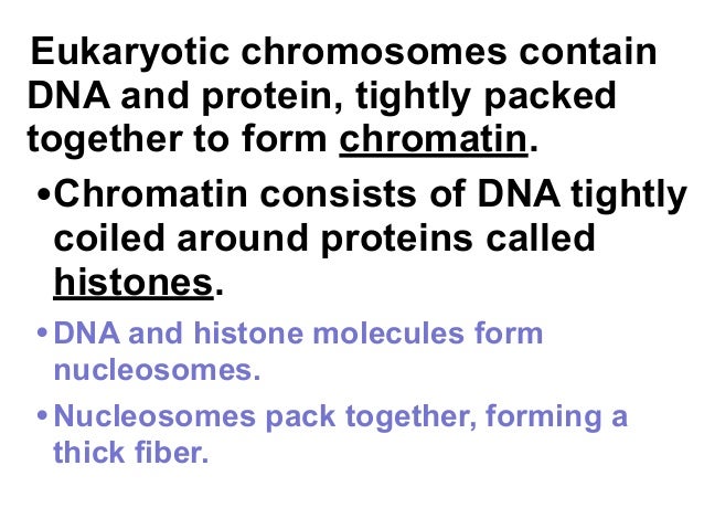 packed chromosomes tightly are Proteins RNA, 12 Chapter DNA, and packed chromosomes tightly are Proteins RNA, 12 Chapter DNA, and