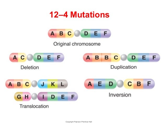 Chapter 12- DNA, RNA, and Proteins
