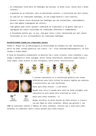 . Os cromossomas foram pares de homólogos que possuem, no mesmo locus, alelos para o mesmo
   carácter;

 . O genótipo de um indivíduo, para um determinado carácter, é constituído por dois alelos;

 . Em cada par de cromossomas homólogos, um tem origem materna e outro paterna;

 . Durante a meiose ocorre disjunção dos homólogos que são transmitidos, separadamente,
   para cada gâmeta (segregação dos alelos);

 . Cada gâmeta pode conter qualquer combinação de cromossomas (e de genes) dado que a
   segregação dos alelos localizados em cromossomas diferentes é independente;

 . A fecundação permite que, no ovo, cada gene volte a estar representado por dois alelos
   localizados em loci correspondentes de cromossomas homólogos.



Hereditariedade ligada aos cromossomas sexuais

Thomas H. Morgan foi um embriologista da Universidade da Colúmbia nos EUA. Desenvolveu, a
partir de 1910, estudos genéticos com a mosca – da – fruta (Drosophilamelanogaster). Em 1933
recebeu o Prémio Nobel.

A forma de Drosophila predominante na Natureza tem o corpo cinzento, olhos vermelhos e asas
longas e denomina-se forma selvagem. Outras formas alternativas (mutantes) podem revelar o
corpo negro, olhos brancos ou asas vestigiais, entre outras características.




                            É costume representar-se a constituição genética das formas
                            alternativas pela letra inicial da palavra inglesa que expressa
                            a característica que elas manifestam.

                            Alelo para olhos brancos – w (de white)

                            Quando este locus é ocupado pelo alelo da forma selvagem, este
                            representa-se pela mesma letra associada ao sinal +.
                                                           +
                            Alelo para olhos vermelhos – w

                            Morgan encontrou um macho mutante de olhos brancos e cruzou-o
                            com uma fêmea de olhos vermelhos. Obteve uma geração F1 com
100% de indivíduos (machos e fêmeas) de olhos vermelhos. Concluiu que o alelo para olhos
vermelhos era dominante sobre o alelo mutante para olhos brancos.
 