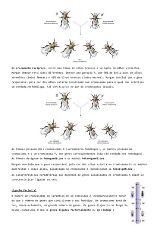 No cruzamento recíproco, entre uma fêmea de olhos brancos e um macho de olhos vermelhos,
Morgan obteve resultados diferentes. Obteve uma geração F1 com 50% de indivíduos de olhos
vermelhos (todos fêmeas) e 50% de olhos brancos (todos machos). Morgan conclui que o gene
responsável pela cor dos olhos estaria localizado num cromossoma para o qual não existisse
um verdadeiro homólogo. Tal verifica-se no par de cromossomas sexuais.




As fêmeas possuem dois cromossomas X (verdadeiros homólogos), os machos possuem um
cromossoma X e um cromossoma Y, sem genes correspondentes (não são verdadeiros homólogos).
As fêmeas designam-se homogaméticas e os machos heterogaméticos.

Morgan concluiu que o gene responsável pela cor dos olhos estaria no cromossoma X. os machos
manifestam o único alelo, localizado no cromossoma X (denominando-se hemizigóticos).

As características hereditárias que dependem de genes localizados no cromossoma X dizem-se
características ligadas ao sexo.



Ligação Factorial

O número de cromossomas do cariótipo de um indivíduo é incomparavelmente menor
do que o número de genes que condicionam o seu fenótipo. Um cromossoma terá de
ter, necessariamente, um grande número de genes. Os genes dispostos ao longo do
mesmo cromossoma dizem-se genes ligados factorialmente ou em linkage e
 