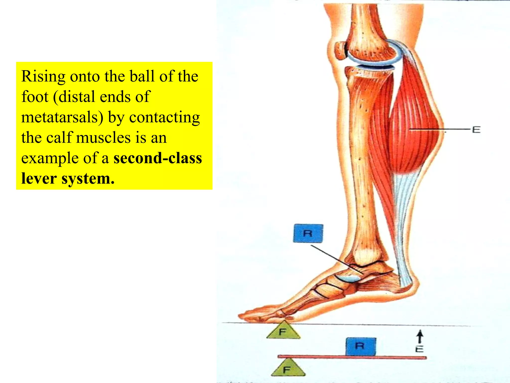 Bio13 .ppt;10 muscle-tissue-and-organization ppt zeny | PPT