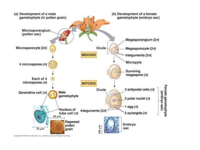 flowchart of pollination fertilization and seed development bio 130 microsporogenesis gametogenesis 2013 flowchart of pollination fertilization and seed development bio 130 microsporogenesis gametogenesis 2013