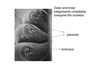 Fumiculus Bio 130 ovule dev. ist sem 2013 2014 | PPT