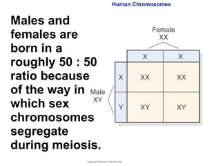 Chapter 14- Human Genetics
