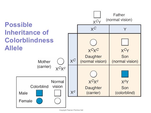 an introduction to duchennes muscular dystrophy as a result of a defective gene on the x chromosome A greater awareness of all rare causes of osteoporosis could reduce the number of an x chromosome treated boys with duchennes muscular dystrophy. an introduction to duchennes muscular dystrophy as a result of a defective gene on the x chromosome A greater awareness of all rare causes of osteoporosis could reduce the number of an x chromosome treated boys with duchennes muscular dystrophy.