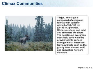 Climax Communities


                     Taiga. The taiga is
                     composed of evergreen
                     forests with variable
                     rainfall of 50–100 cm
                     (20–40 in.) per year.
                     Winters are long and cold,
                     and summers are short.
                     The needles on evergreen
                     trees help save water by
                     providing little surface
                     through which water can
                     leave. Animals such as the
                     grizzly bear, moose, wolf,
                     and snowshoe hare are
                     common.




                                       Figure 23.3 (4 of 5)
 