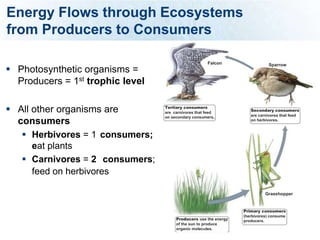 Energy Flows through Ecosystems
from Producers to Consumers

                                                      Falcon                 Sparrow
 Photosynthetic organisms =
  Producers = 1st trophic level

 All other organisms are         Tertiary consumers
                                  are carnivores that feed
                                                                     Secondary consumers
                                                                     are carnivores that feed
                                  on secondary consumers.
  consumers                                                          on herbivores.



    Herbivores = 1 consumers;
      eat plants
    Carnivores = 2 consumers;
      feed on herbivores

                                                                            Grasshopper


                                                                  Primary consumers
                                                                  (herbivores) consume
                                       Producers use the energy   producers.
                                       of the sun to produce
                                       organic molecules.
 