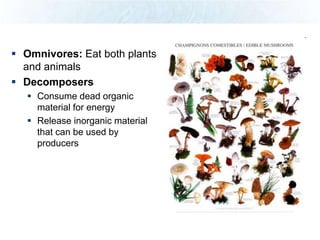  Omnivores: Eat both plants
  and animals
 Decomposers
    Consume dead organic
     material for energy
    Release inorganic material
     that can be used by
     producers
 