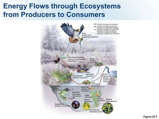 Energy Flows through Ecosystems
from Producers to Consumers
                                                                       Transfer of energy from producer
                                                                       Transfer of energy from primary
                                                                       consumer to secondary consumer
                                                                       Transfer of energy from secondary
                                                                       consumer to tertiary consumer
                                                                       Transfer of energy from tertiary
                                                  Hawk                 consumer to quarternary consumer
                                                  (tertiary and
                                                  quaternary consumer)




                               Red-winged blackbird
                               (primary and secondary          Snake
                               consumer)                       (tertiary
                                                               consumer)




                                                     Duck
                                                     (secondary                 Heron
                                      Grasshopper    consumer)                  (secondary,
                                      (primary consumer)                        tertiary, and
            Grass                                                               quarternary
            (producer)                                          Frog            consumer)
                                                                (secondary
             Large fish                                         consumer)
                                                  Small fish
             (tertiary
                                                  (primary
             consumers)
                                                  consumer)
                                     Small fish
                                     (secondary
                                     consumers)       Algae
                                                      (producer)       Snail
                                                                       (primary  Bacteria
                                                     Diatoms
                                                                       consumer) (decomposers)
                                                     (producers)
               Zooplankton
               (primary consumers)

                                                           Decomposing
                                                           underwater plants


                                                                                                           Figure 23.7
 