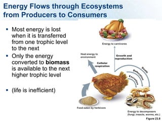 Energy Flows through Ecosystems
from Producers to Consumers
 Most energy is lost
  when it is transferred
  from one trophic level                         Energy to carnivores

  to the next
 Only the energy
                               Heat energy to
                                                            Growth and
                               environment
                                                           reproduction
  converted to biomass                       Cellular
                                           respiration
  is available to the next
  higher trophic level

 (life is inefficient)

                             Food eaten by herbivore
                                                                        Energy to decomposers
                                                                        (fungi, insects, worms, etc.)
                                                                                        Figure 23.8
 