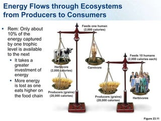 Energy Flows through Ecosystems
from Producers to Consumers
 Rem: Only about
  10% of the
  energy captured
  by one trophic
  level is available
  to the next
    It takes a
      greater
      investment of
      energy
    More energy
      is lost as one
      eats higher on
      the food chain



                                  Figure 23.11
 