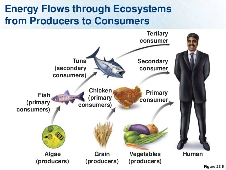 Energy Flows through Ecosystemsfrom Producers to Consumers Tertiary ...