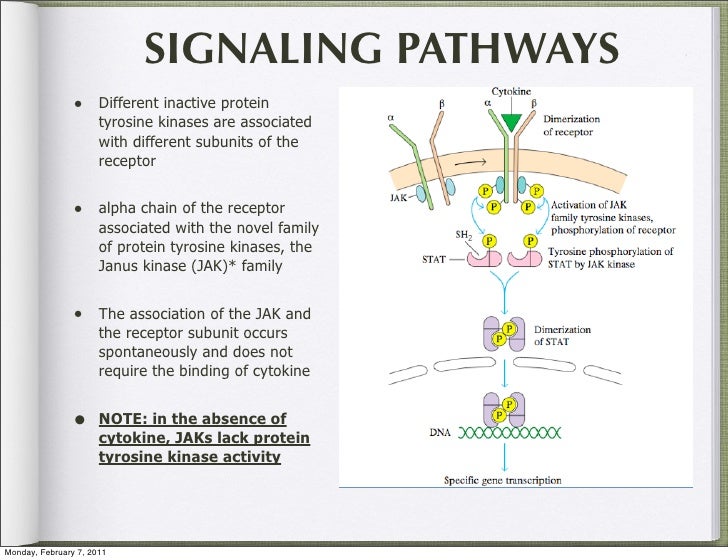 Bio 151 lec 10 cytokines