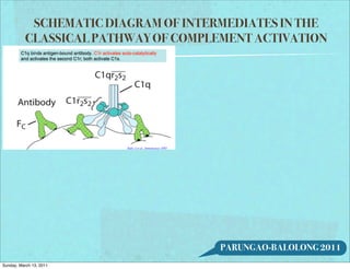 SCHEMATIC DIAGRAM OF INTERMEDIATES IN THE
           CLASSICAL PATHWAY OF COMPLEMENT ACTIVATION




                                      PARUNGAO-BALOLONG 2011
Sunday, March 13, 2011
 