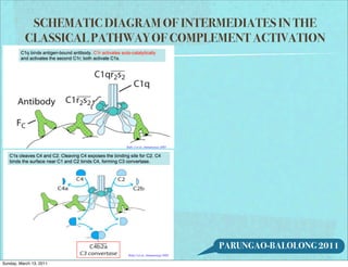 SCHEMATIC DIAGRAM OF INTERMEDIATES IN THE
           CLASSICAL PATHWAY OF COMPLEMENT ACTIVATION




                                      PARUNGAO-BALOLONG 2011
Sunday, March 13, 2011
 