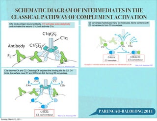 SCHEMATIC DIAGRAM OF INTERMEDIATES IN THE
           CLASSICAL PATHWAY OF COMPLEMENT ACTIVATION




                                      PARUNGAO-BALOLONG 2011
Sunday, March 13, 2011
 