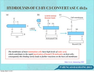 HYDROLYSIS OF C3 BY C3 CONVERTASE C4b2a




                                   PARUNGAO-BALOLONG 2011
Sunday, March 13, 2011
 