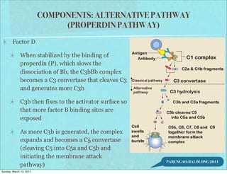 COMPONENTS: ALTERNATIVE PATHWAY
                              (PROPERDIN PATHWAY)
        Factor D

             When stabilized by the binding of
             properdin (P), which slows the
             dissociation of Bb, the C3bBb complex
             becomes a C3 convertase that cleaves C3
             and generates more C3b

             C3b then fixes to the activator surface so
             that more factor B binding sites are
             exposed

             As more C3b is generated, the complex
             expands and becomes a C5 convertase
             (cleaving C5 into C5a and C5b and
             initiating the membrane attack
                                                          PARUNGAO-BALOLONG 2011
             pathway)
Sunday, March 13, 2011
 