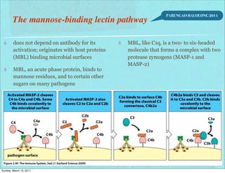 PARUNGAO-BALOLONG 2011
        The mannose-binding lectin pathway

        does not depend on antibody for its         MBL, like C1q, is a two- to six-headed
        activation; originates with host proteins   molecule that forms a complex with two
        (MBL) binding microbial surfaces            protease zymogens (MASP-1 and
                                                    MASP-2)
        MBL, an acute phase protein, binds to
        mannose residues, and to certain other
        sugars on many pathogens




Sunday, March 13, 2011
 