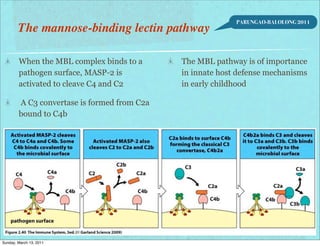 PARUNGAO-BALOLONG 2011
        The mannose-binding lectin pathway

        When the MBL complex binds to a      The MBL pathway is of importance
        pathogen surface, MASP-2 is          in innate host defense mechanisms
        activated to cleave C4 and C2        in early childhood

        A C3 convertase is formed from C2a
        bound to C4b




Sunday, March 13, 2011
 