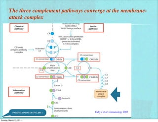 The three complement pathways converge at the membrane-
        attack complex




            PARUNGAO-BALOLONG 2011


Sunday, March 13, 2011
 