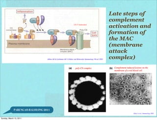 Late steps of
                                      complement
                                      activation and
                                      formation of
                                      the MAC
                                      (membrane
                                      attack
                                      complex)




             PARUNGAO-BALOLONG 2011


Sunday, March 13, 2011
 
