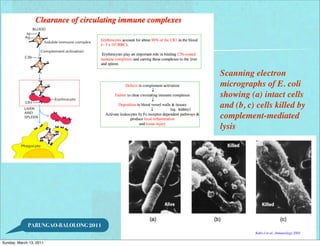 Scanning electron
                                      micrographs of E. coli
                                      showing (a) intact cells
                                      and (b, c) cells killed by
                                      complement-mediated
                                      lysis




             PARUNGAO-BALOLONG 2011


Sunday, March 13, 2011
 