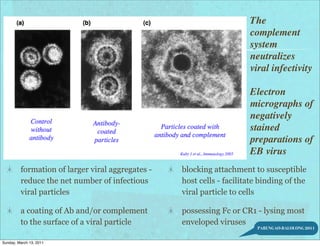 The
                                                                      complement
                                                                      system
                                                                      neutralizes
                                                                      viral infectivity

                                                                      Electron
                                                                      micrographs of
                                                                      negatively
                                                                      stained
                                                                      preparations of
                                                                      EB virus
         formation of larger viral aggregates -   blocking attachment to susceptible
         reduce the net number of infectious      host cells - facilitate binding of the
         viral particles                          viral particle to cells

         a coating of Ab and/or complement        possessing Fc or CR1 - lysing most
         to the surface of a viral particle       enveloped viruses
                                                                         PARUNGAO-BALOLONG 2011


Sunday, March 13, 2011
 