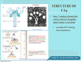 STRUCTURE OF
                             C1q
                          http://student.ccbcmd.edu/
                          courses/bio141/lecguide/
                          unit4/innate/c1act.html

                            assembly of C1 during
                            classical pathway




                         PARUNGAO-BALOLONG 2011
Sunday, March 13, 2011
 