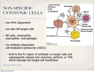 NON-SPECIFIC
    CYTOTOXIC CELLS

    ✤    non-MHC dependent

    ✤    can also kill target cells

    ✤    NK cells, neutrophils,
         eosinophils, macrophages

    ✤    via antibody-dependent
         cell-mediated cytotoxicity (ADCC)

          ✤    bind to the Fc region of antibody on target cells and
               subsequently release lytic enzymes, perforin, or TNF,
               which damage the target-cell membrane
    Parungao-Balolong 2011


Sunday, February 20, 2011
 