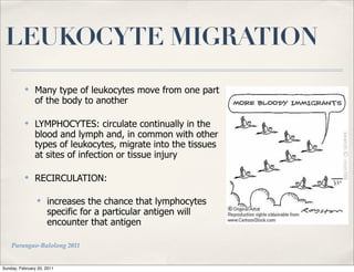 LEUKOCYTE MIGRATION
          ✤
               Many type of leukocytes move from one part
               of the body to another

          ✤
               LYMPHOCYTES: circulate continually in the
               blood and lymph and, in common with other
               types of leukocytes, migrate into the tissues
               at sites of infection or tissue injury

          ✤
               RECIRCULATION:

                ✤
                     increases the chance that lymphocytes
                     specific for a particular antigen will
                     encounter that antigen

    Parungao-Balolong 2011


Sunday, February 20, 2011
 